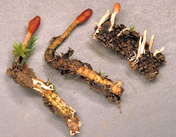 Đông trùng hạ thảo tươi là gì? Sự khác biệt giữa đông trùng hạ thảo tươi và khô