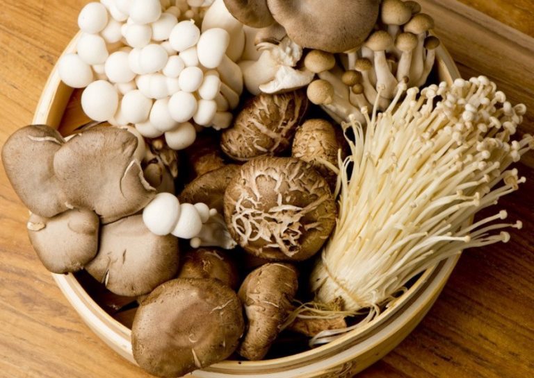 Nấm là gì? Các loại nấm, tác dụng của nấm, cách dùng nấm ăn bổ dưỡng
