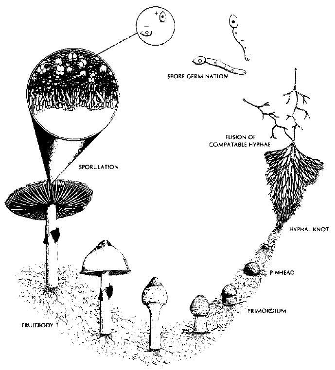 Bản chất của nấm trong tự nhiên và sự hình thành nấm dược liệu