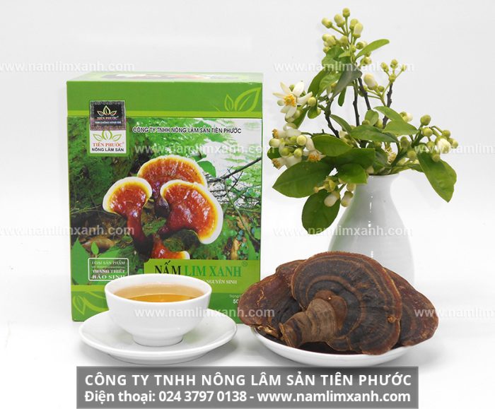 Bán nấm lim xanh Tiên Phước được phân phối bởi Công ty TNHH Nấm lim xanh Việt Nam và tác dụng nấm lim xanh chữa bệnh gì?