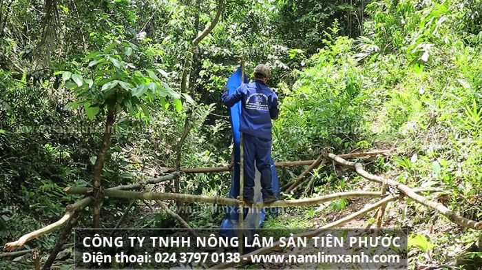 Cần mua nấm lim xanh chuẩn ở Quảng Ninh đúng sản phẩm của Công ty TNHH Nấm lim xanh Việt Nam