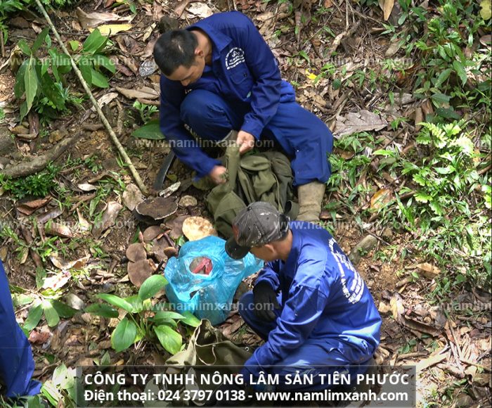 Công ty TNHH Nấm Lim Xanh Việt Nam là đơn vị đầu tiên phân phối sản phẩm nấm lim xanh với chế biến bằng bài thuốc bí truyền được các nhà khoa học đánh giá cao