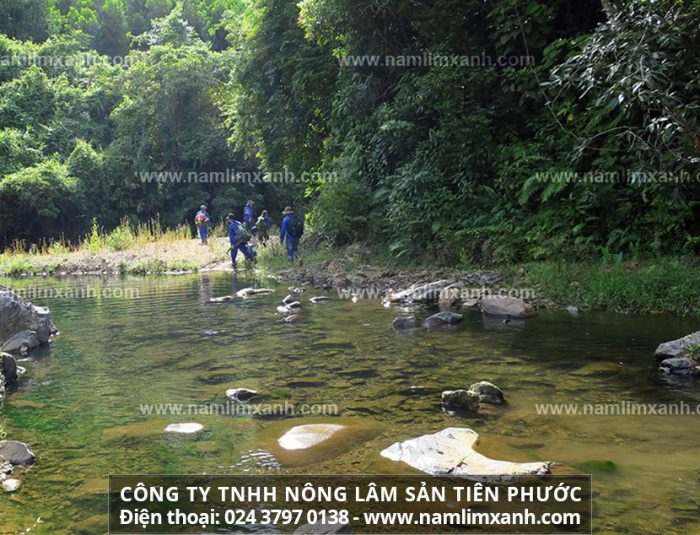 Công ty TNHH Nấm lim xanh Việt Nam đã niêm yết giá bán sản phẩm trên toàn quốc