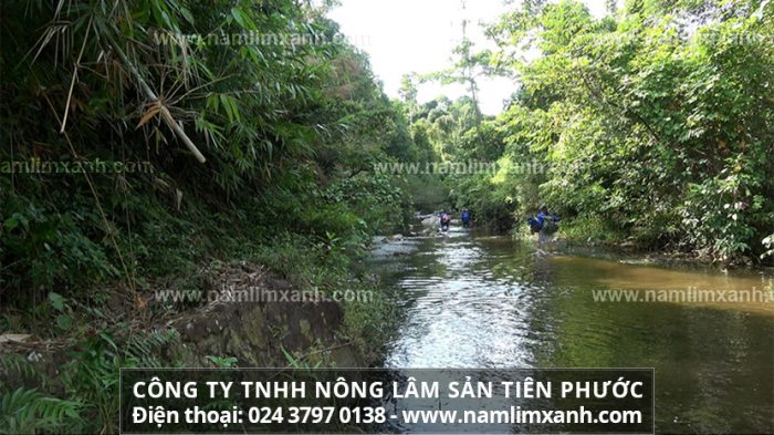 Đại lý bán nấm gỗ lim Quảng Nam của Công ty TNHH Nấm lim xanh Việt Nam tại Đồng Tháp ở đâu