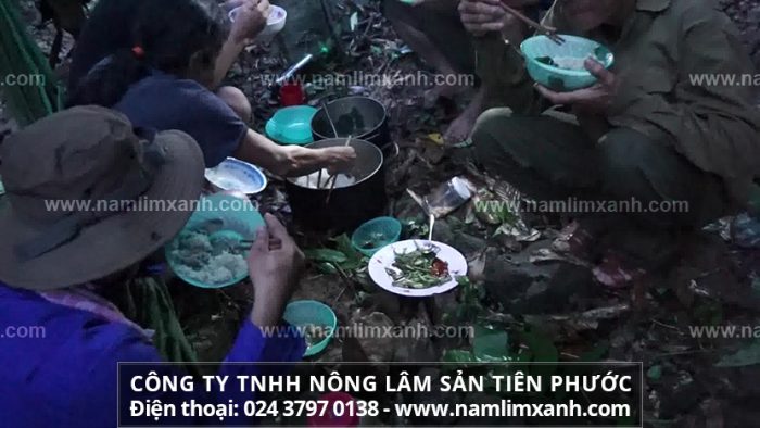 Địa chỉ bán nấm lim rừng của Công ty TNHH Nấm lim xanh Việt Nam là ở đâu và giá bao nhiêu là chuẩn