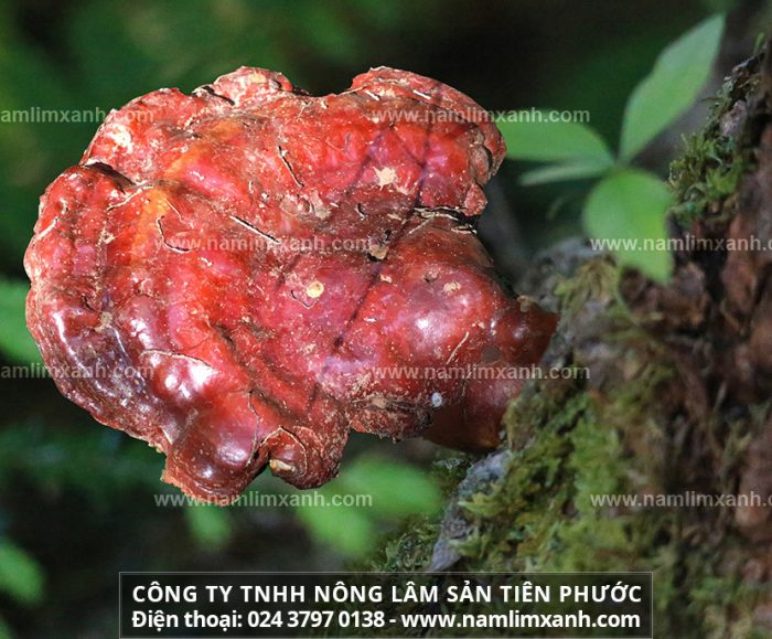 Địa chỉ bán nấm lim xanh chuẩn rừng ở đâu tại Ninh Bình và giá tiền nấm cây lim của công ty Tiên Phước