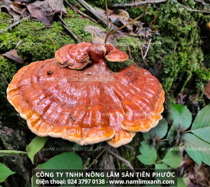 Địa chỉ bán nấm lim xanh chuẩn rừng tại Ninh Bình với công dụng nấm và giá bán nấm lim xanh bao nhiêu 1kg