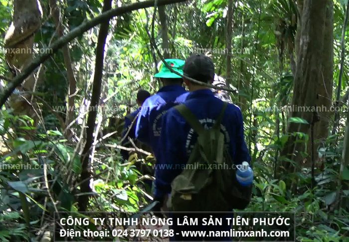 Địa chỉ mua nấm lim xanh tại Quảng Bình uy tín là Công ty TNHH Nấm lim xanh Việt Nam và bảng giá nấm cây lim của công ty