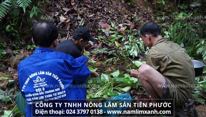 Giá bán của nấm lim xanh rừng tự nhiên trên thị trường và nơi mua nấm lim xnah chính hãng ở Nam Định