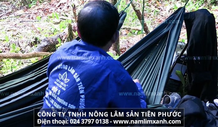 Giá bán nấm lim xanh của Công ty TNHH Nấm lim xanh Việt Nam được đưa ra minh bạch