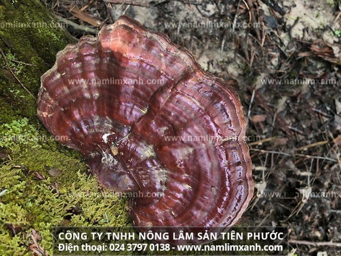 Giá bán nấm lim xanh ở Phú Yên bao nhiêu 1kg đúng giá mua công ty Nông lâm sản Tiên Phước