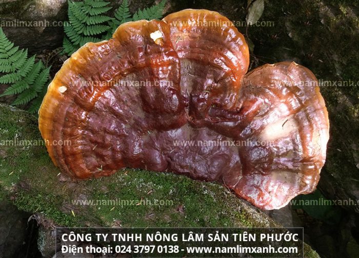 Giá bán nấm lim xanh rừng ở Đà Nẵng và tác dụng của nấm lim Quảng Nam