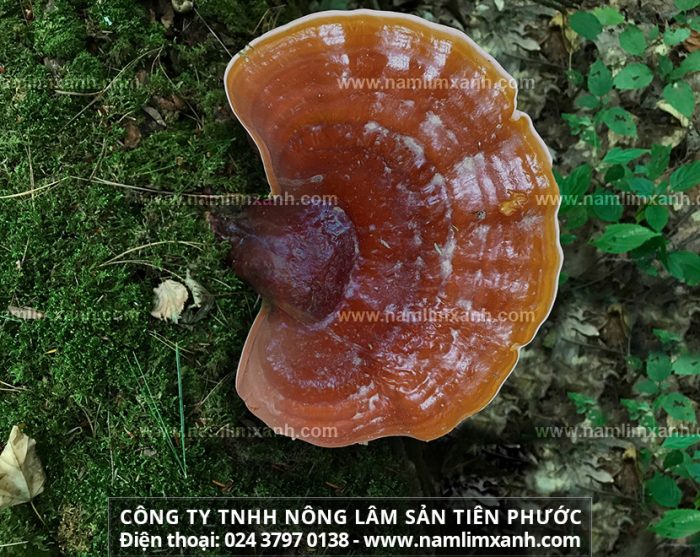 Địa chỉ bán nấm lim rừng của Công ty TNHH Nấm lim xanh Việt Nam là ở đâu?