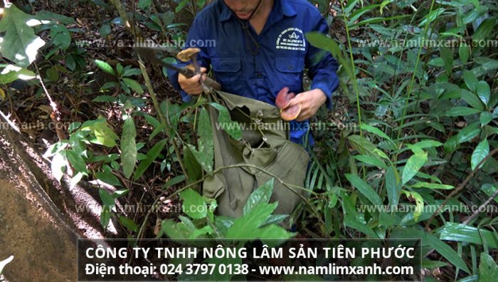 Mua nấm lim xanh ở Lâm Đồng như thế nào và đại lý bán nấm lim xanh uy tín