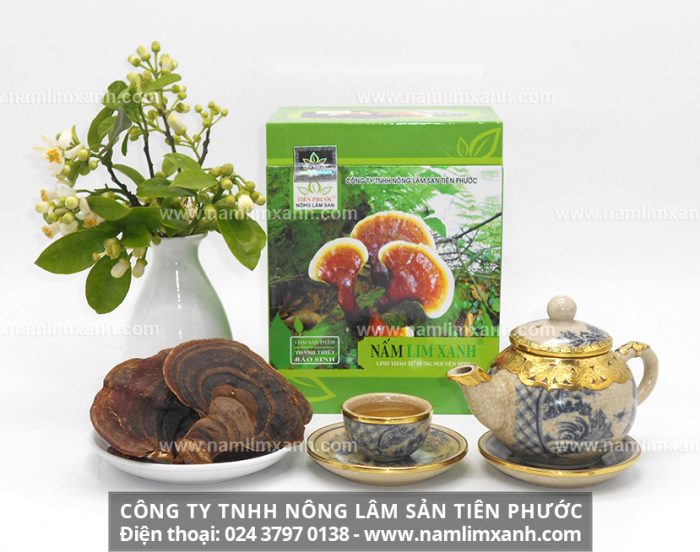 Nấm cây lim chính hãng đến từ Công ty TNHH Nấm lim xanh Việt Nam