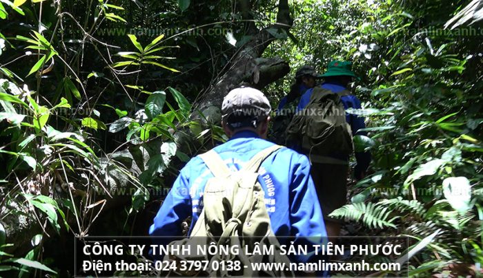 Nấm lim Quảng Nam được thu hái từ rừng nguyên sinh tại Trường Sơn, Nam Lào, Tây Nguyên,…