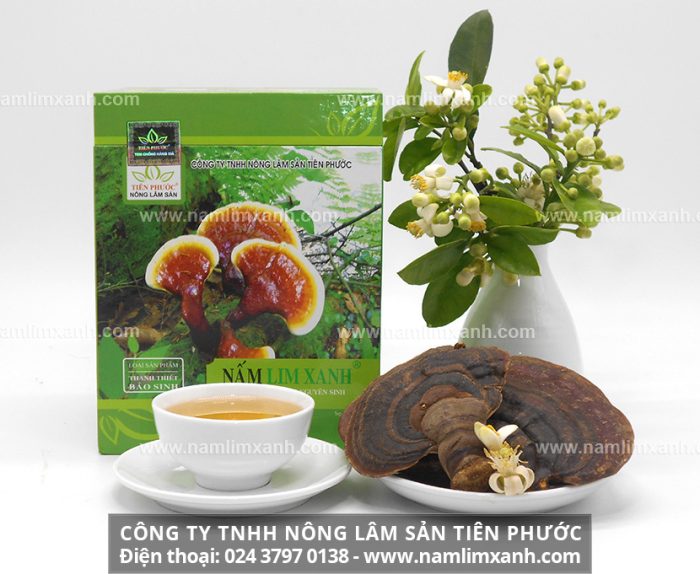 Nấm lim xanh rừng tự nhiên chuẩn được phân phối bởi Công ty TNHH Nông lâm sản Tiên Phước