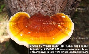 Nấm lim rừng tự nhiên Quảng Nam
