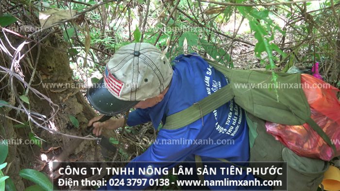 Sản phẩm Công ty TNHH Nấm lim xanh Việt Nam được bán với giá đã niêm yết trên thị trường