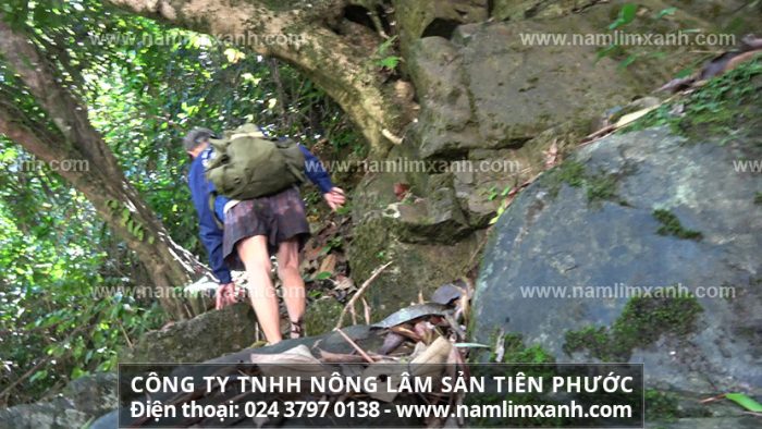 Sản phẩm nấm lim xanh của Công ty TNHH Nấm Lim Xanh Việt Nam không được bày bán tự do mà chỉ được bán tại các đại lý độc quyền