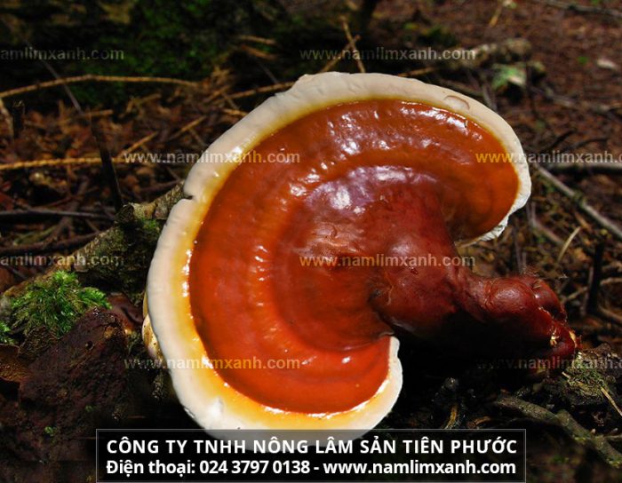 án nấm lim xanh ở Nghệ An và công dụng của cây nấm lim rừng