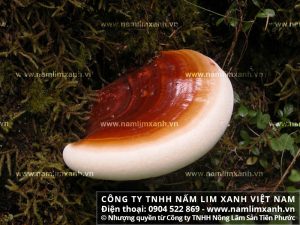 Giá bán của nấm lim xanh rừng tại Điện Biên với công dụng nấm lim