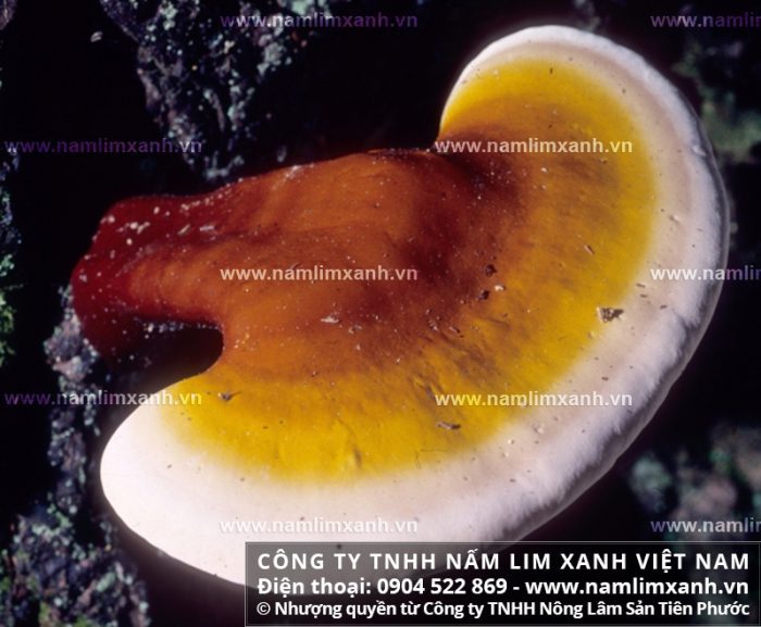 Hình ảnh về cây nấm lim xanh rừng Quảng Nam