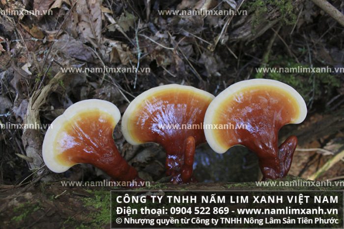 Hình ảnh về cây nấm lim xanh rừng Quảng Nam