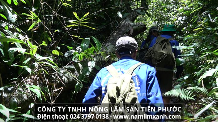Mua nấm lim ở Công ty TNHH Nấm lim xanh Việt Nam và sản phẩm nấm gỗ lim Quảng Nam của công ty đã được các nhà khoa học chứng nhận an toàn