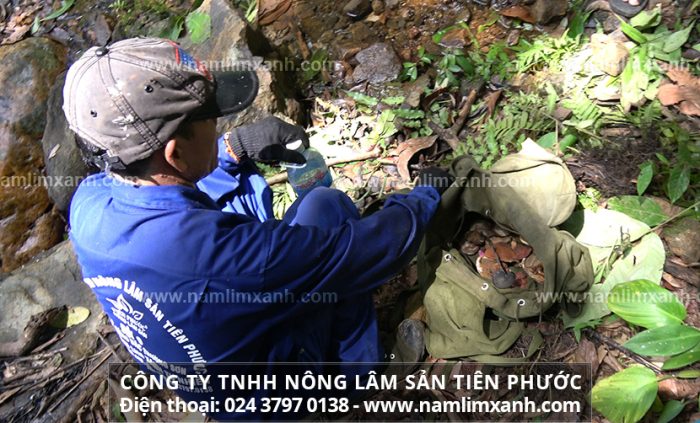 Nấm lim xanh rừng thu hải bởi đội thợ rừng Công ty Nông lâm sản Tiên Phước