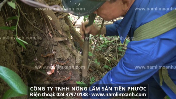 Hành trình tìm kiếm nấm lim xanh của đội thợ rừng Công ty Tiên Phước