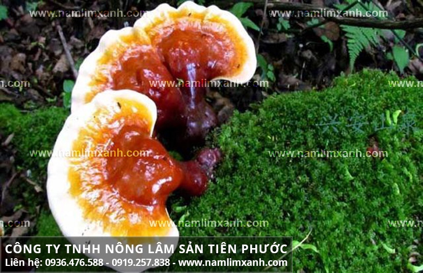 Nấm lim chữa bệnh gì và công dụng nấm lim xanh rừng tự nhiên Quảng Nam