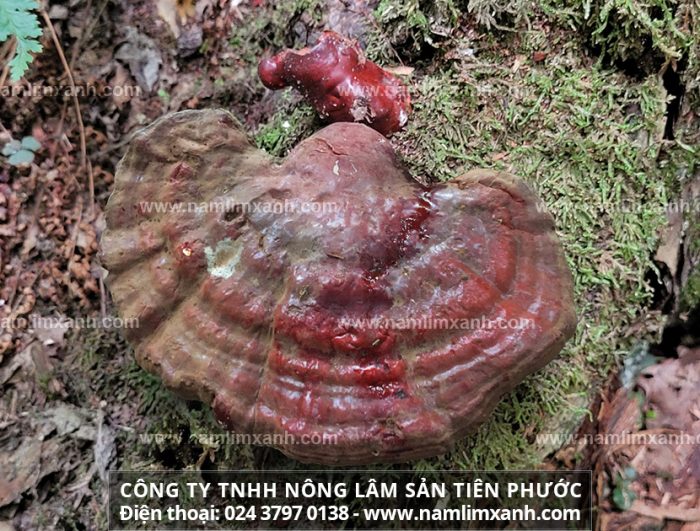 Nấm lim Lào có đặc điểm gì và công dụng của cây nấm lim xanh Việt Nam