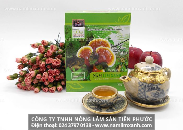 Cây thuốc quý ở Tiên phước nổi tiếng là nấm lim xanh