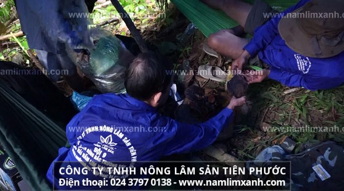 Nấm lim xanh tự nhiên được tìm hái bởi đội thợ rừng Công ty Tiên Phước