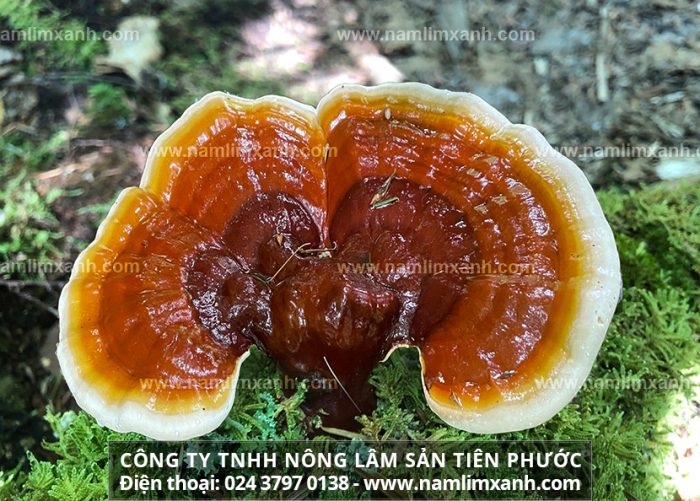 Nấm lim có tác dụng gì và công dụng trị bệnh của nấm lim xanh rừng Quảng Nam