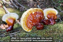 Hình ảnh nấm lim rừng Tiên Phước và các loại nấm lim xanh tự nhiên
