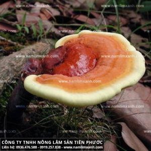 Hình ảnh nấm lim rừng Tiên Phước và các loại nấm lim xanh tự nhiên
