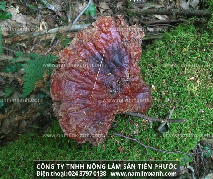Hình ảnh nấm lim xanh Quảng Nam và giá bán nấm lim rừng Quảng Nam