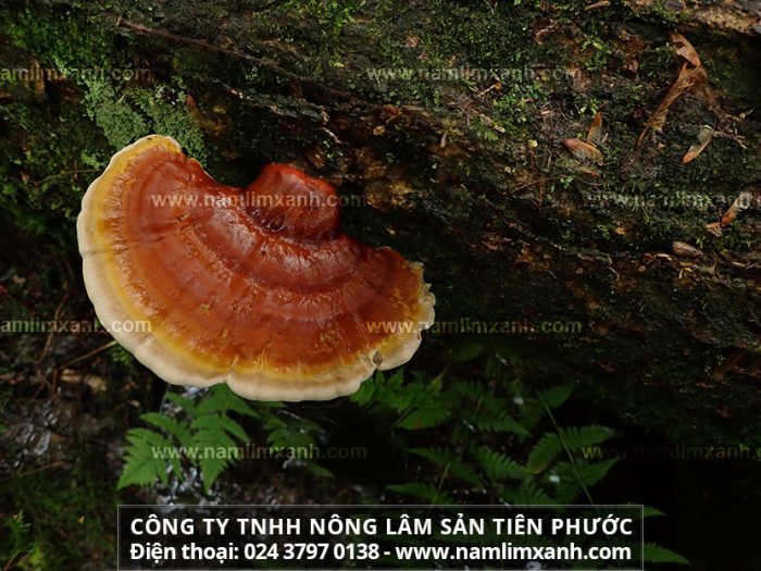 Nấm lim xanh Quảng Nam chính gốc với tác dụng của nấm cây lim xanh rừng xứ Quảng