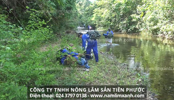 Tác dụng chữa bệnh của nấm lim xanh và cây nấm lim rừng Quảng Nam