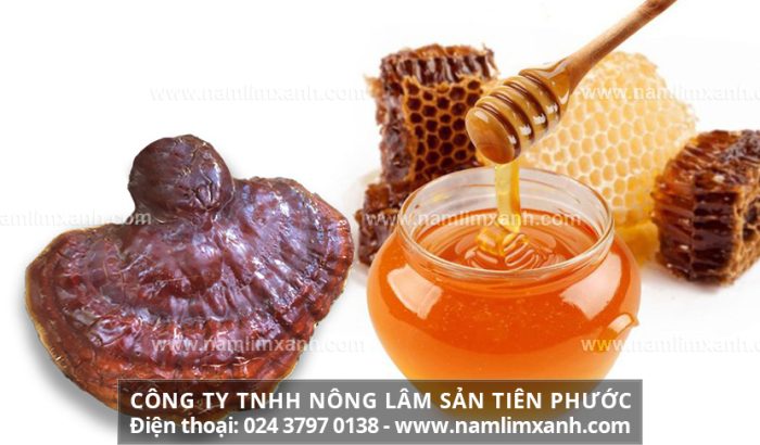 Cách sử dụng nấm lim xanh với cách dùng nấm lim Quảng Nam ngâm mật ong