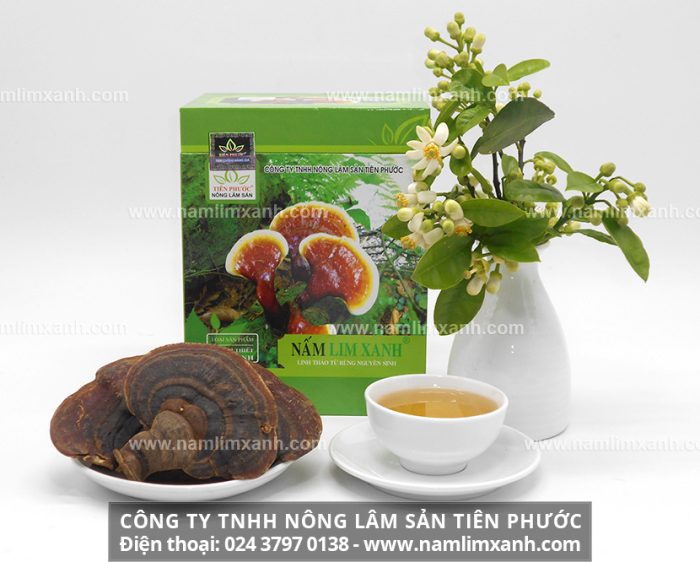 Công ty TNHH Nấm Lim Xanh Việt Nam là đơn vị cung cấp nấm lim xanh rừng