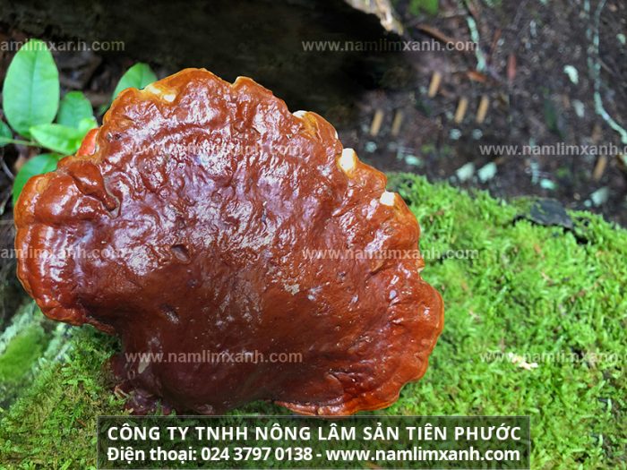 Công ty TNHH Nấm Lim Xanh Việt Nam – Tổng đại lý phân phối nấm lim xanh đã qua chế biến trên cả nước