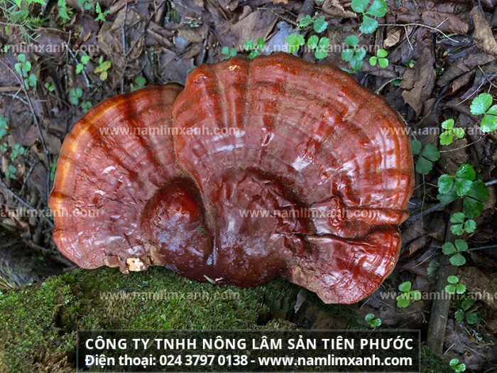 Công ty TNHH Nấm Lim Xanh Việt Nam – đơn vị phân phối sản phẩm Nấm lim xanh uy tín nhất tại Việt Nam