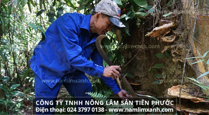 Nấm lim xanh Quảng Nam là nấm rừng tự nhiên và được chế biến theo phương pháp cổ truyền