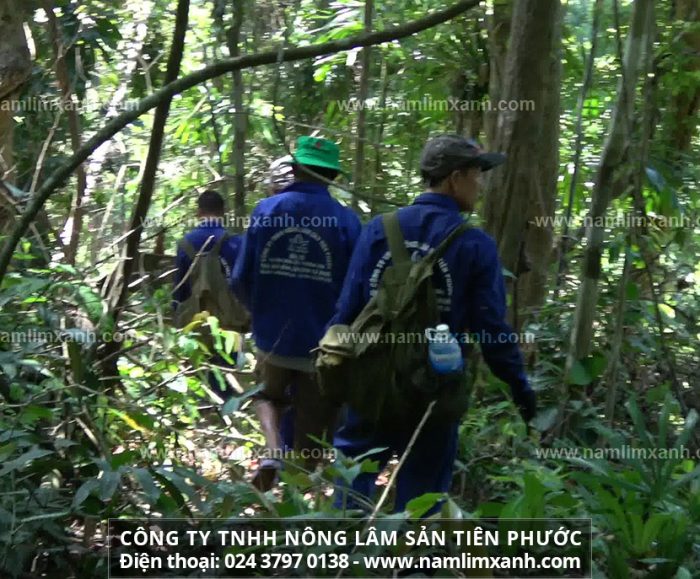 Sở Y tế tỉnh Quảng Nam khẳng định nấm lim xanh Tiên Phước đảm bảo chất lượng an toàn