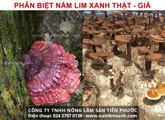 Sử dụng nấm lim xanh giả – may rủi khó lường