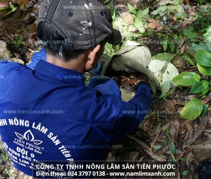 Tìm hái nấm lim xanh rừng chữa bệnh - Tuyến rừng Bắc Trường Sơn