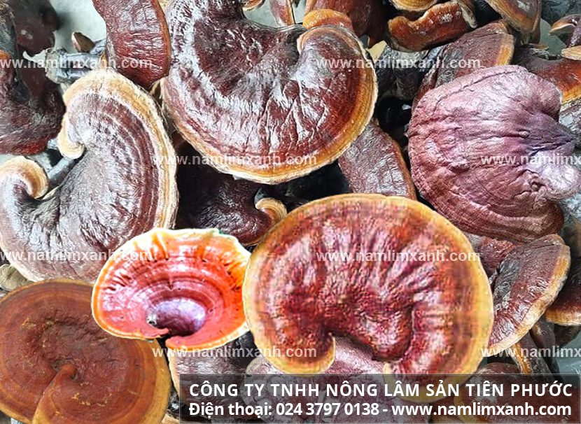 Giá nấm lim xanh rừng khô tươi bao nhiêu tiền 1kg nấm lim tự nhiên Tiên Phước Quảng Nam?